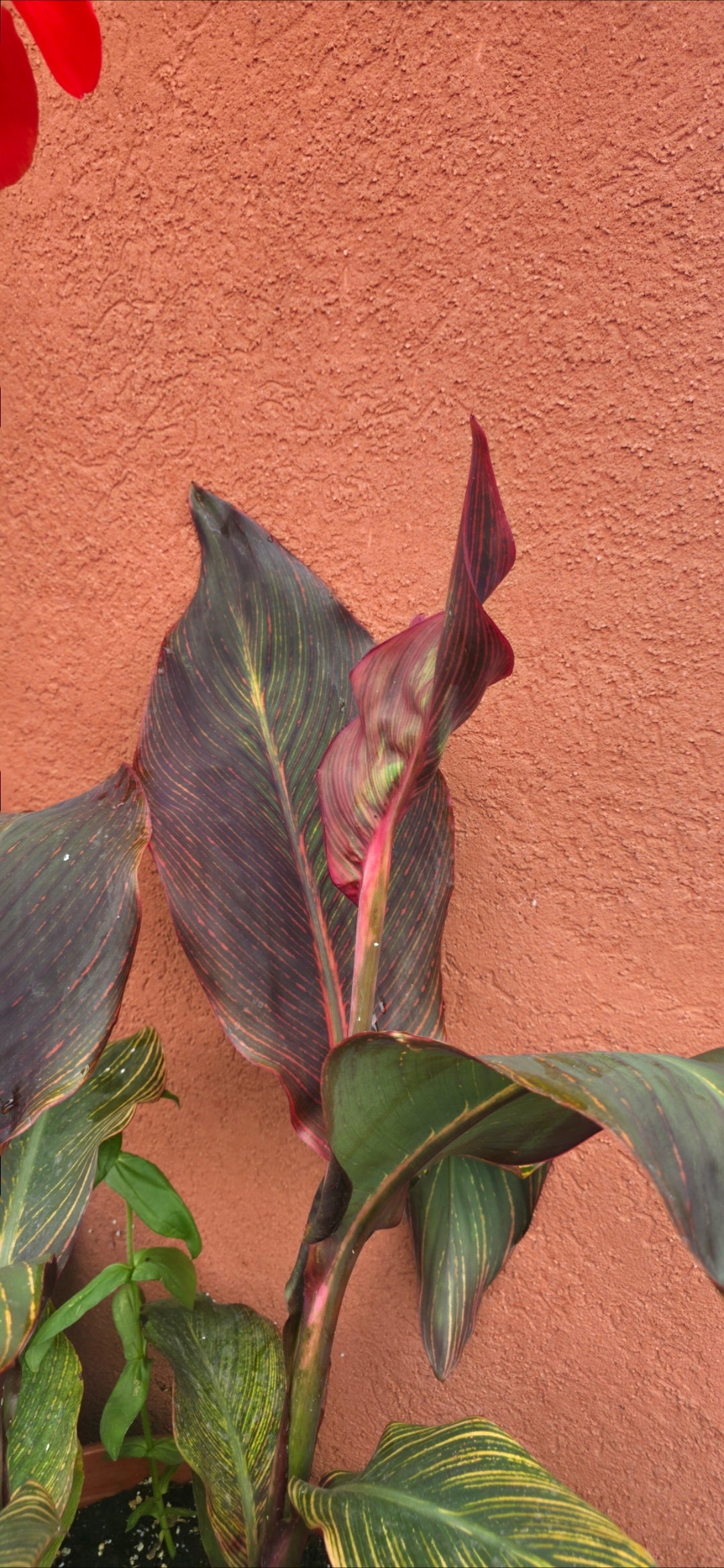 Canna 'Red Durban'