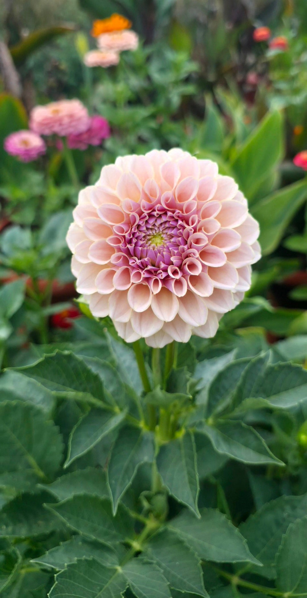 Dahlia 'KA’s® Cinder Rose' - rooted cutting