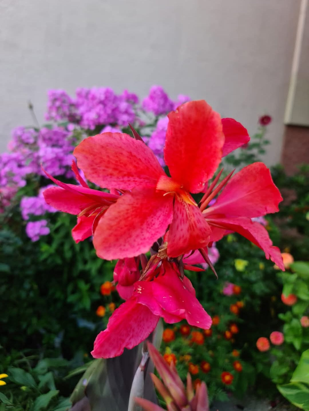 Canna 'Bellamie'