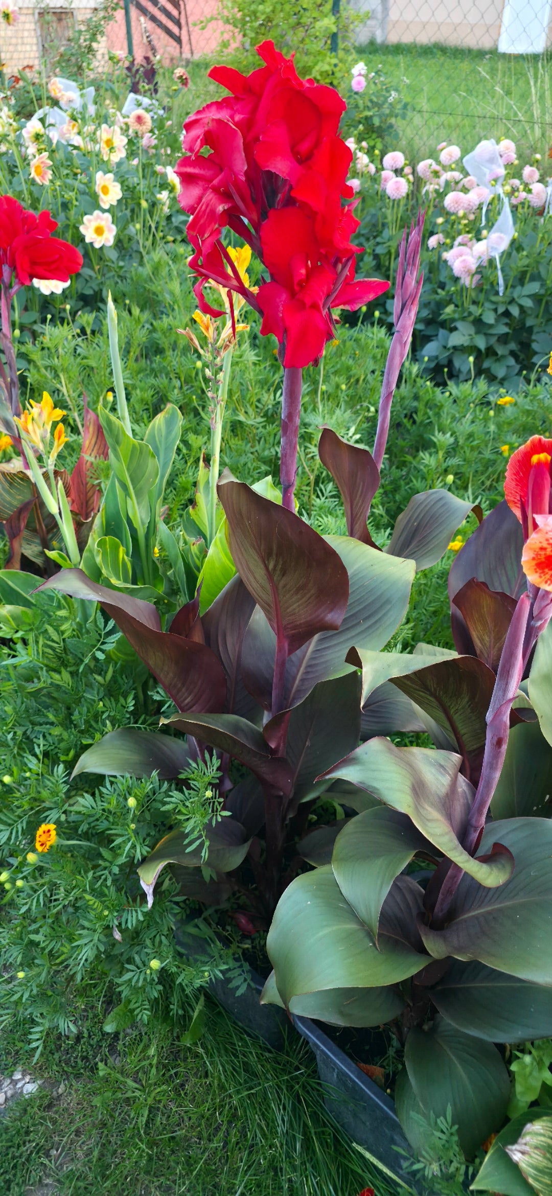 Canna 'Tropicanna Black'