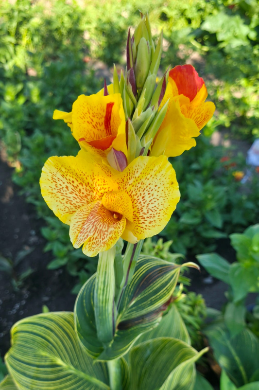 Canna 'Cleopatra tiger'