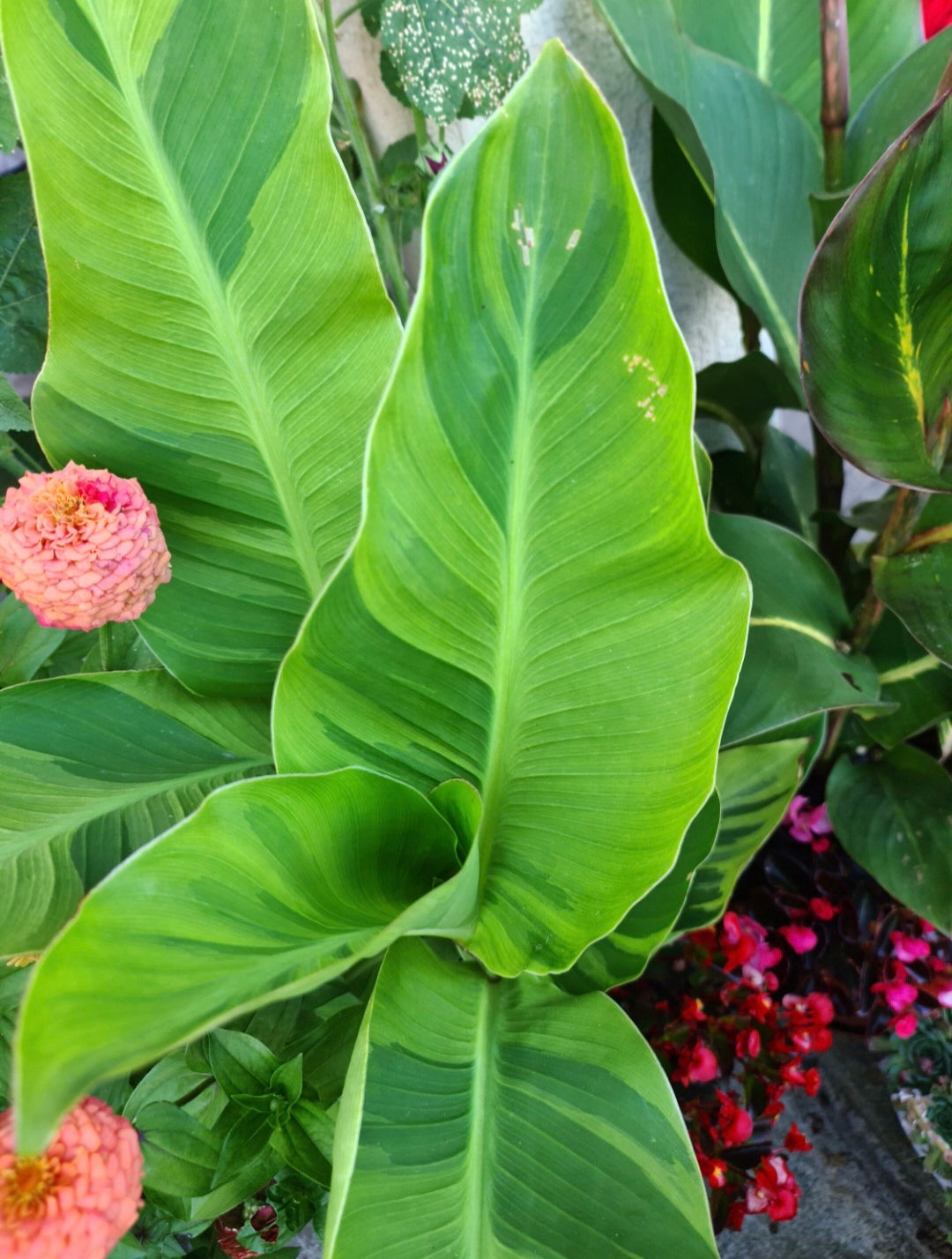 Canna 'Wolfsong'