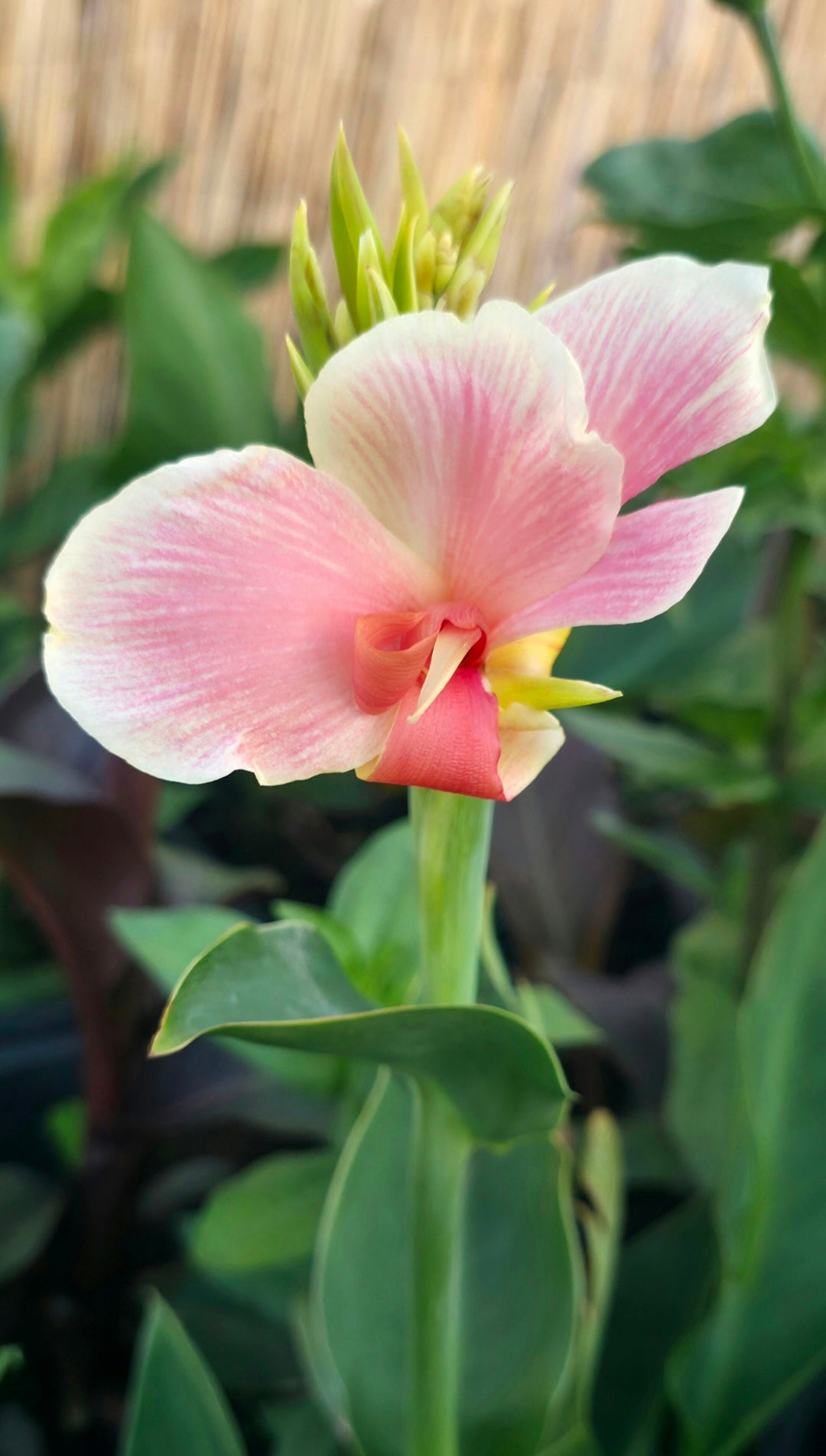 Canna 'Be Mine'