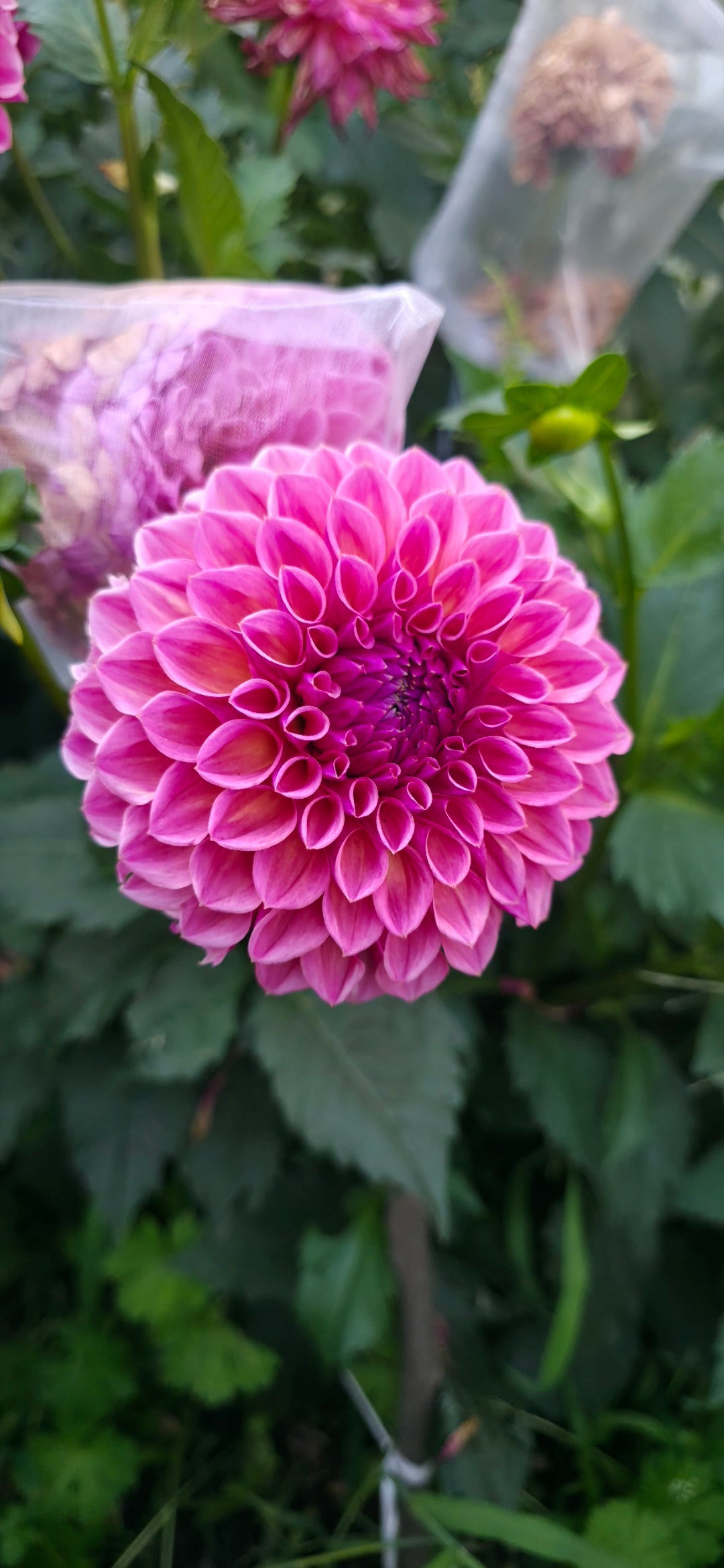 Dahlia 'RM Berry Kiss' - rooted cutting