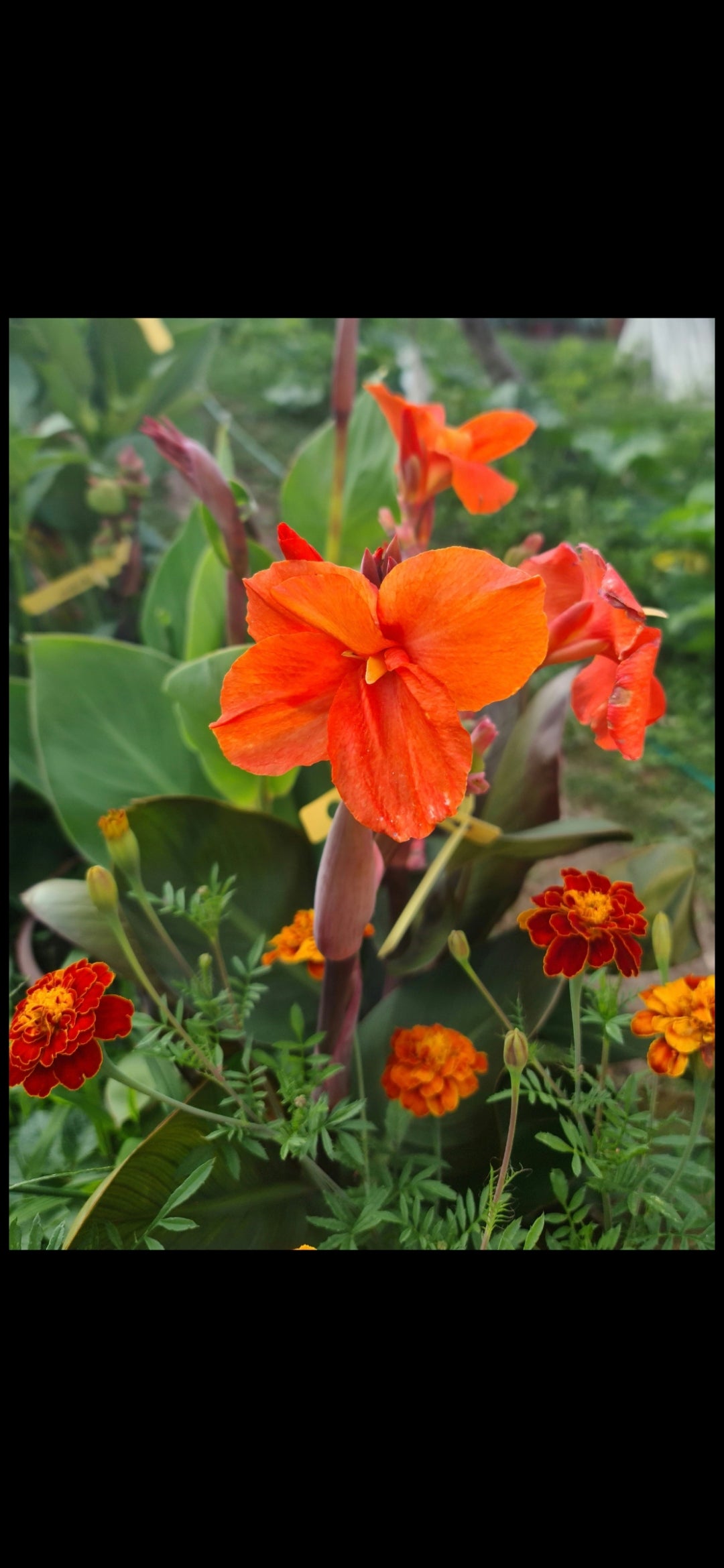 Canna 'Tango Mango'