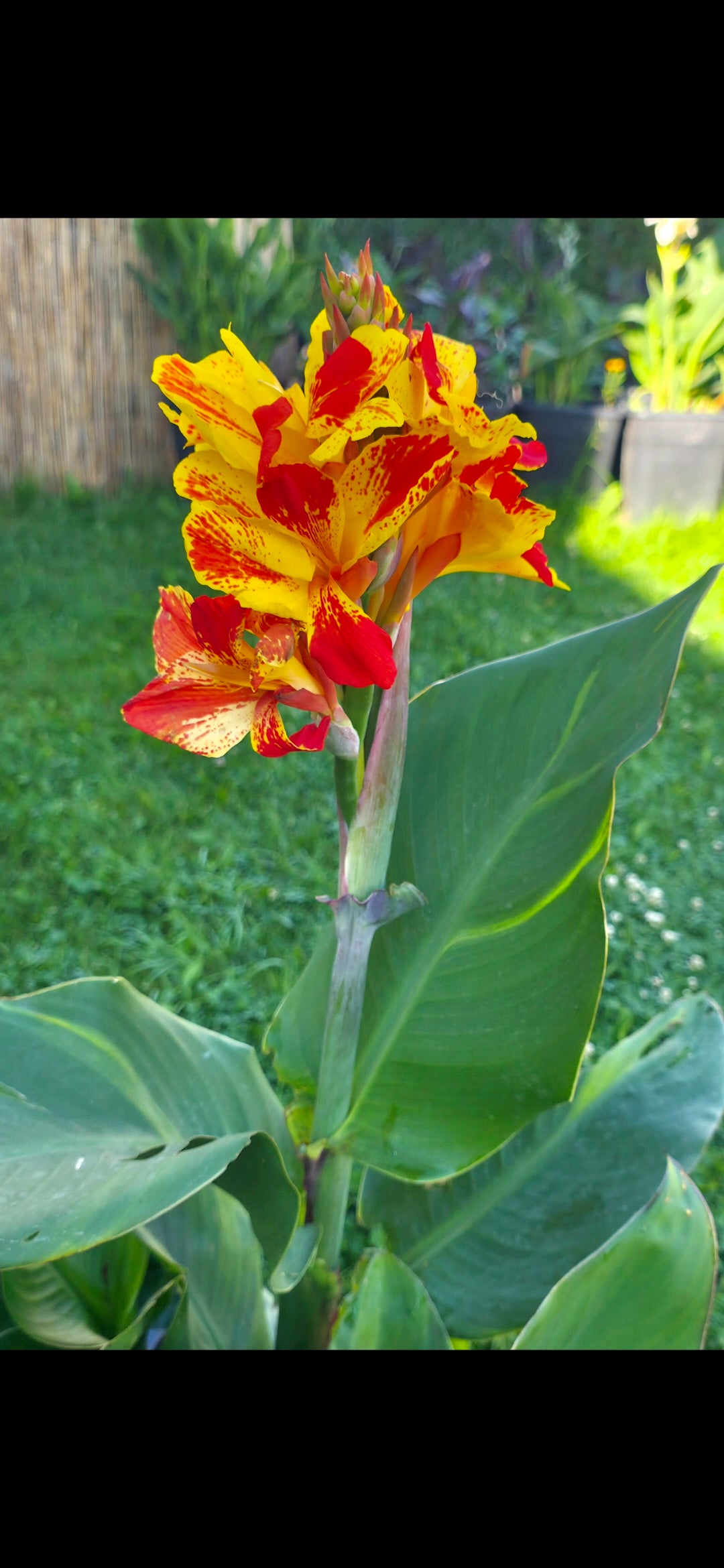 Canna 'Sassy Sandy'
