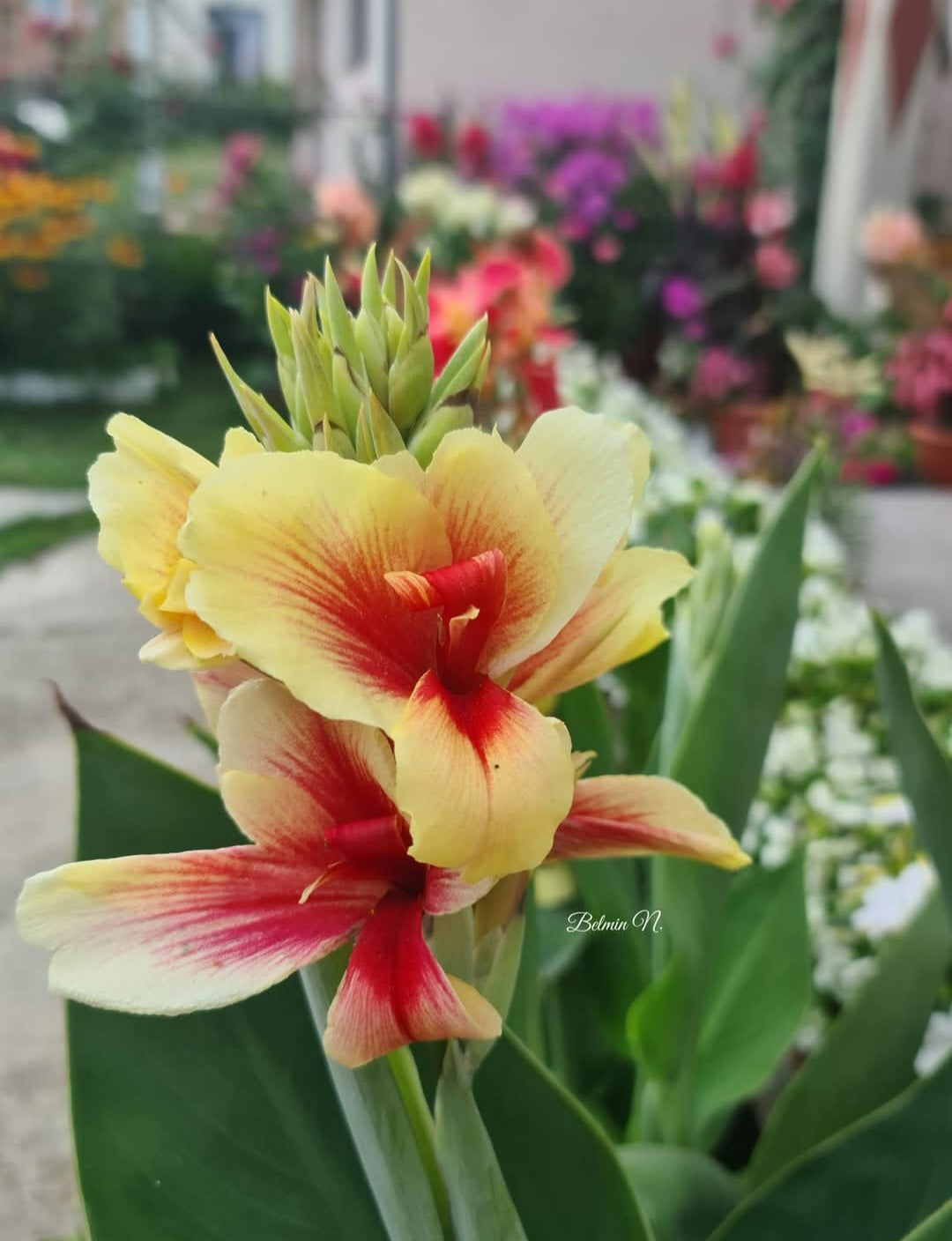 Canna 'Piri Piri'