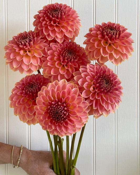 Dahlia 'KA’s® Morning's Dew' - rooted cutting