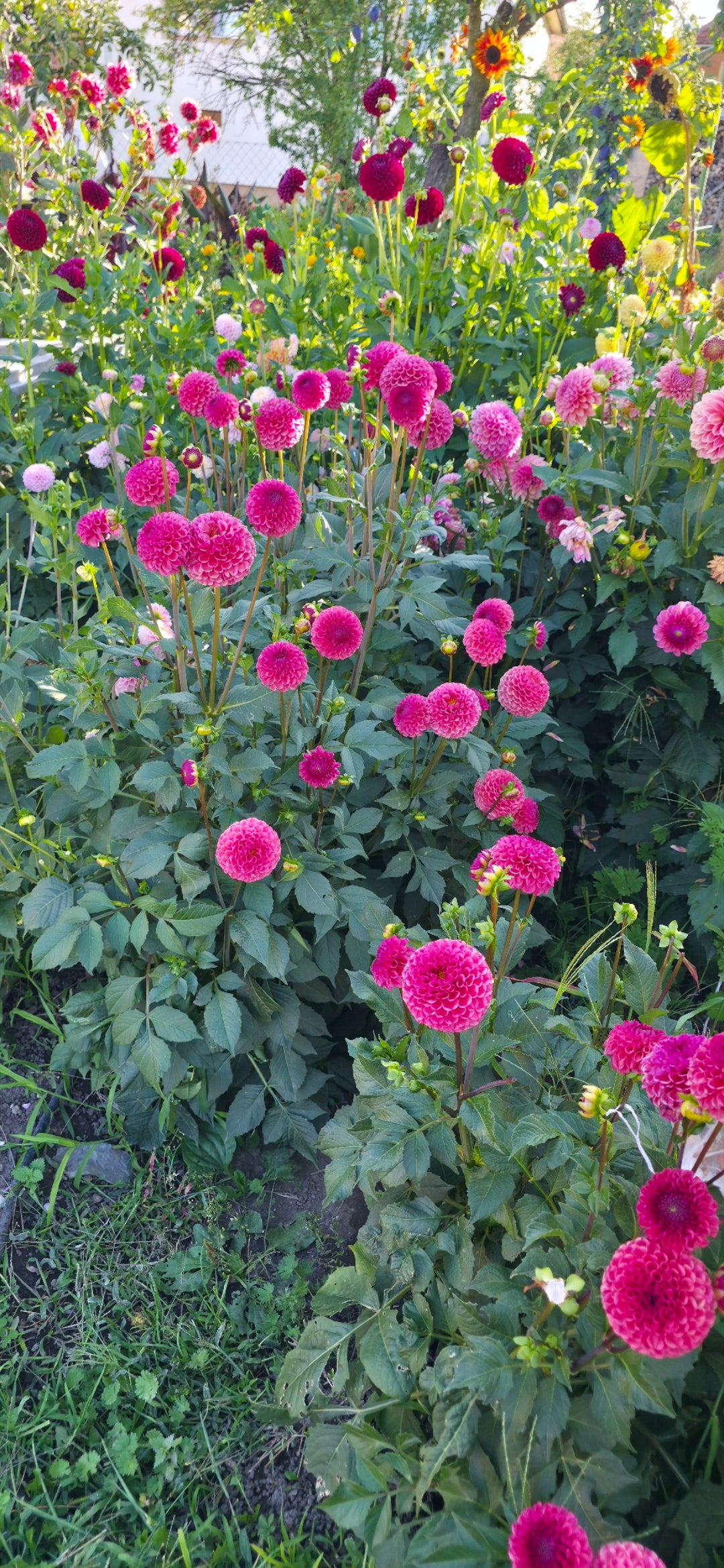 Dahlia 'Ferncliff Rusty' - rooted cutting