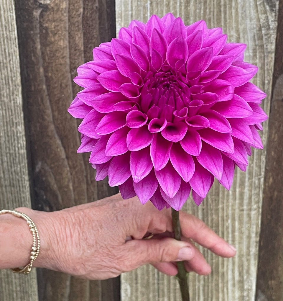Dahlia 'KA’s® Tiny E' - rooted cutting