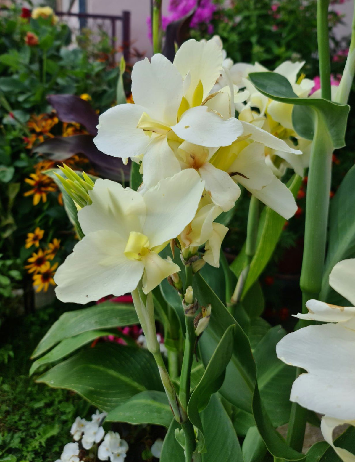 Canna 'Ermine'