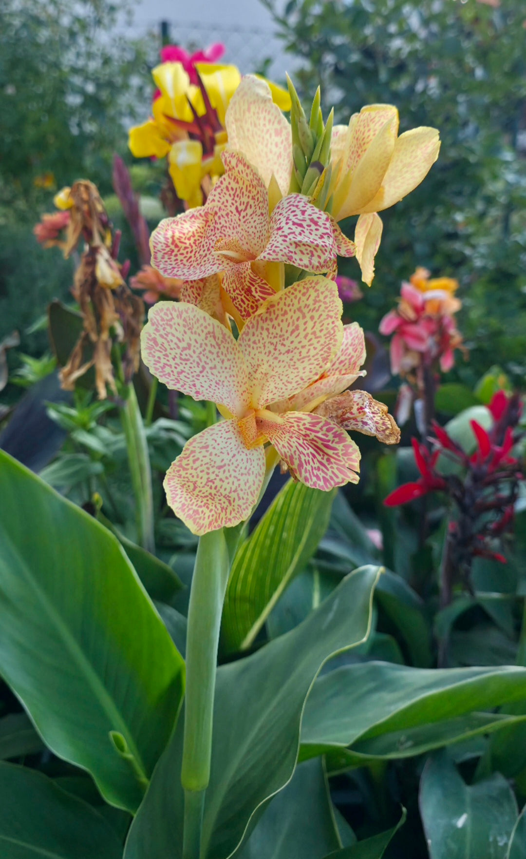 Canna 'Confetti AU'