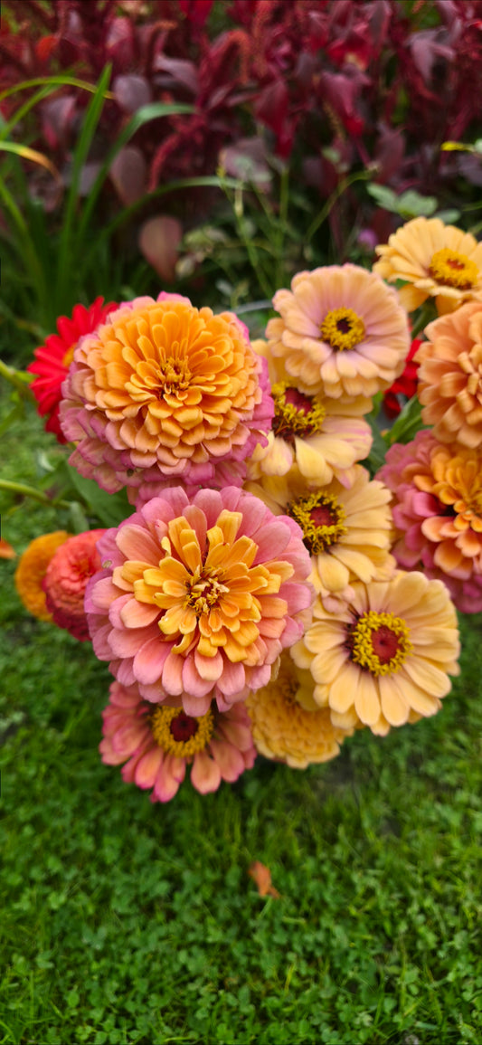 Zinnia 'Pastel Mix' - open pollinated - 50 semena