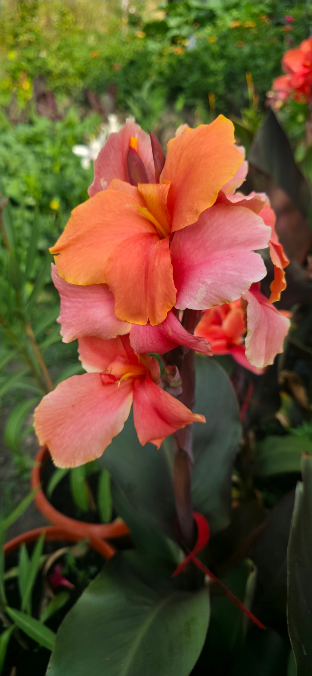 Canna 'Zoya'