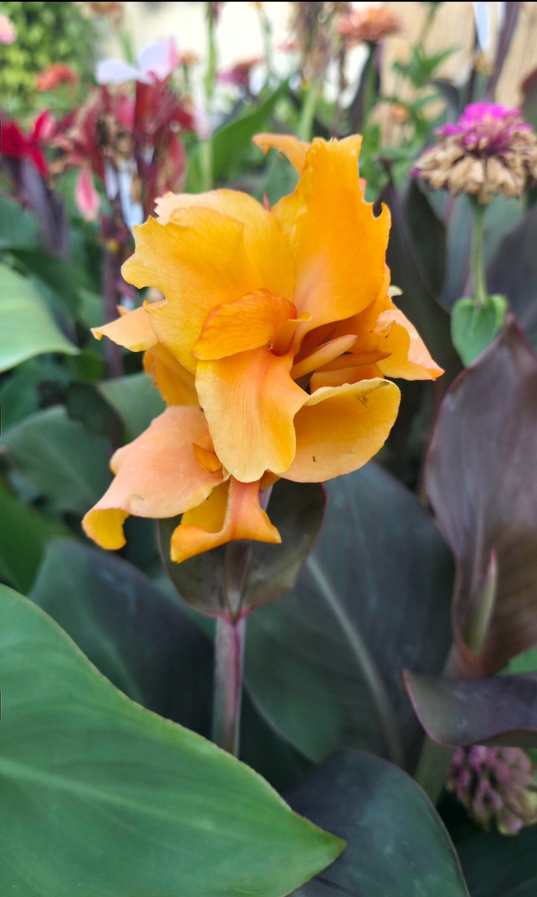 Canna 'Golden Orb'