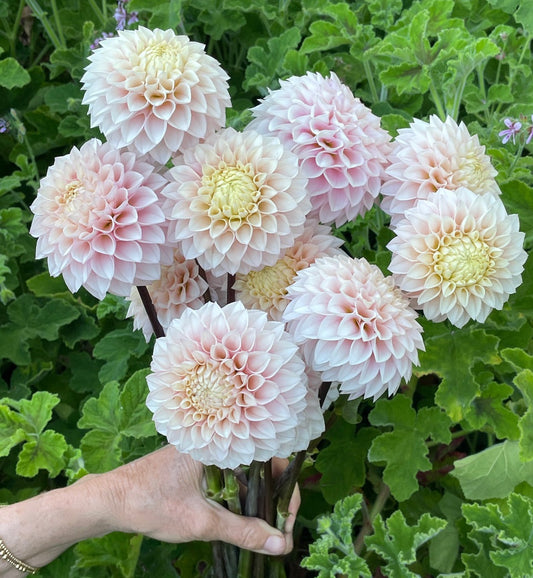 Dahlia 'KA’s® Opal's Cliff' - rooted cutting