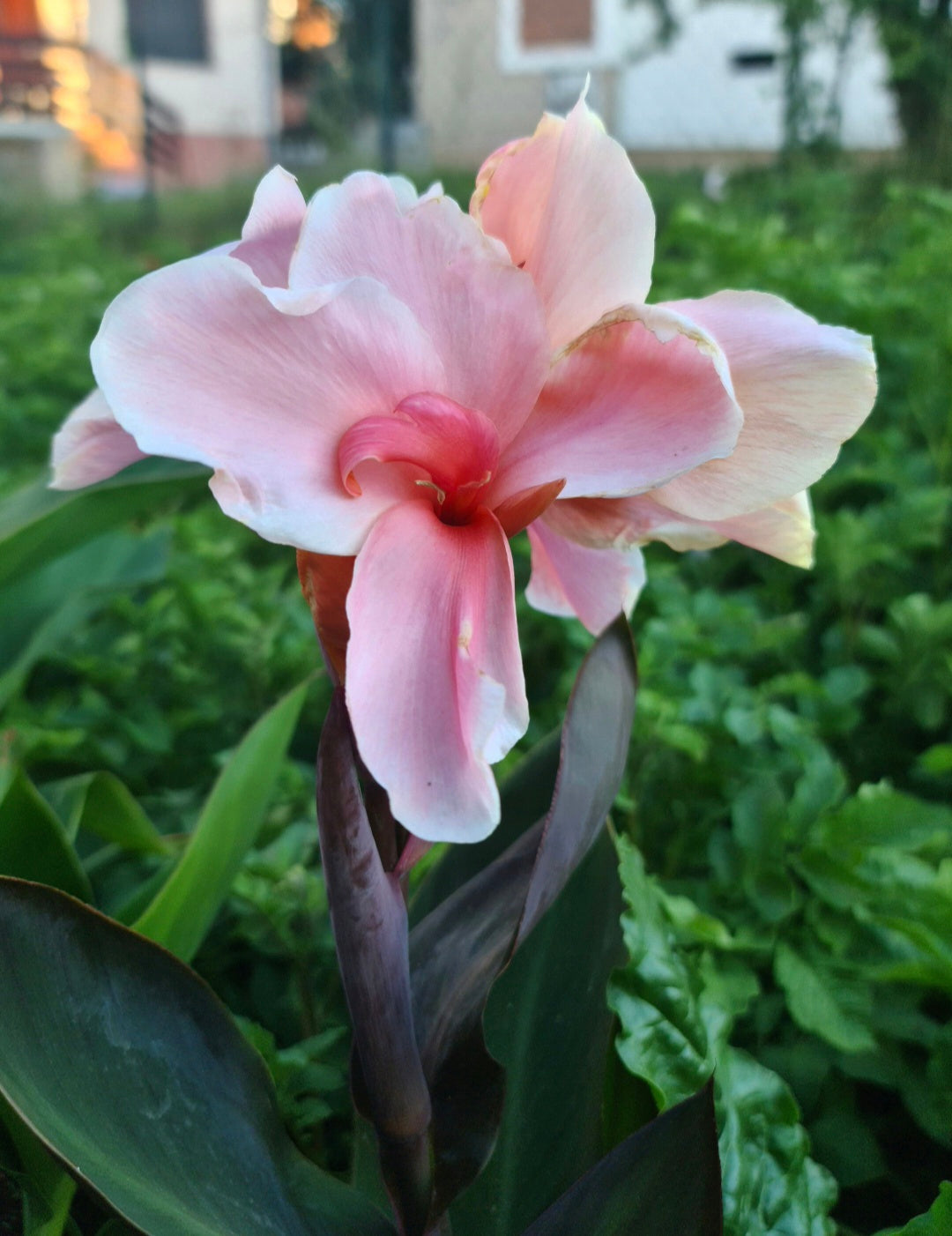 Canna 'Lady Hanna'