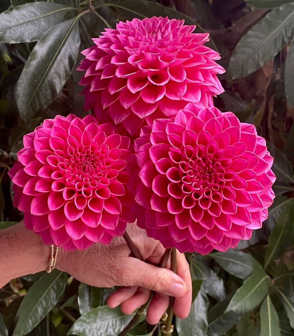 Dahlia 'KA’s® Poppin Pink' - rooted cutting