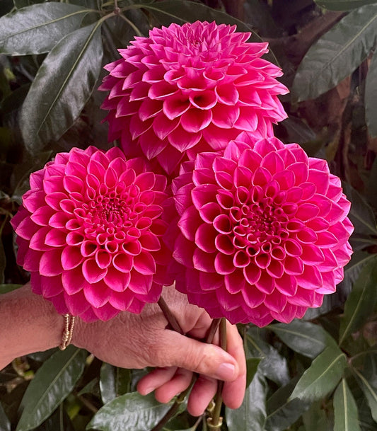 Dahlia 'KA’s® Poppin Pink' - rooted cutting