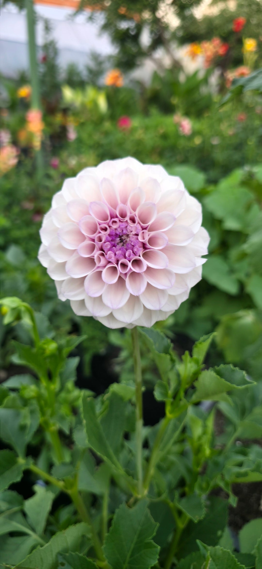 Dahlia 'Jeff Bloom' - rooted cutting