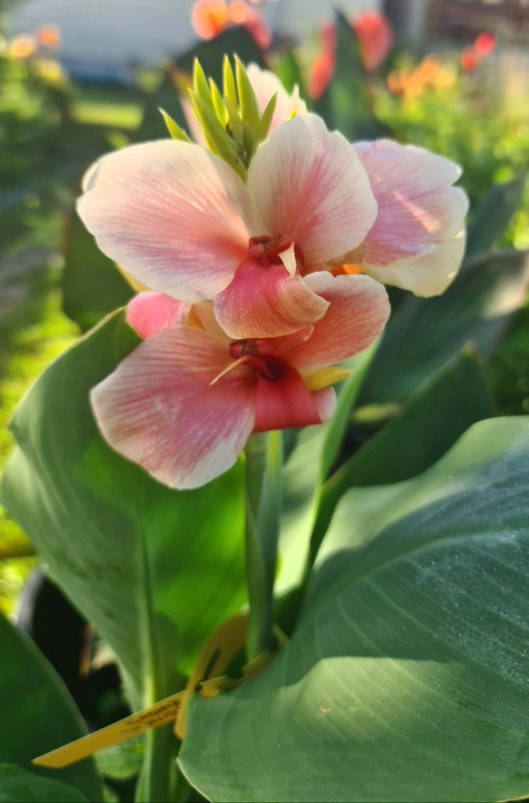 Canna 'Be Mine'