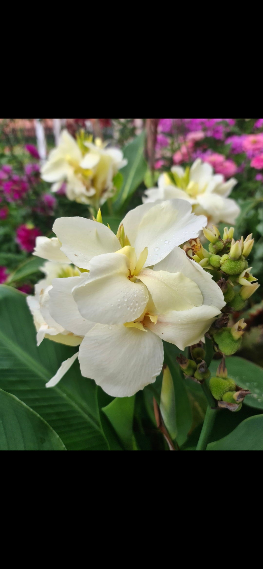 Canna 'Ermine'