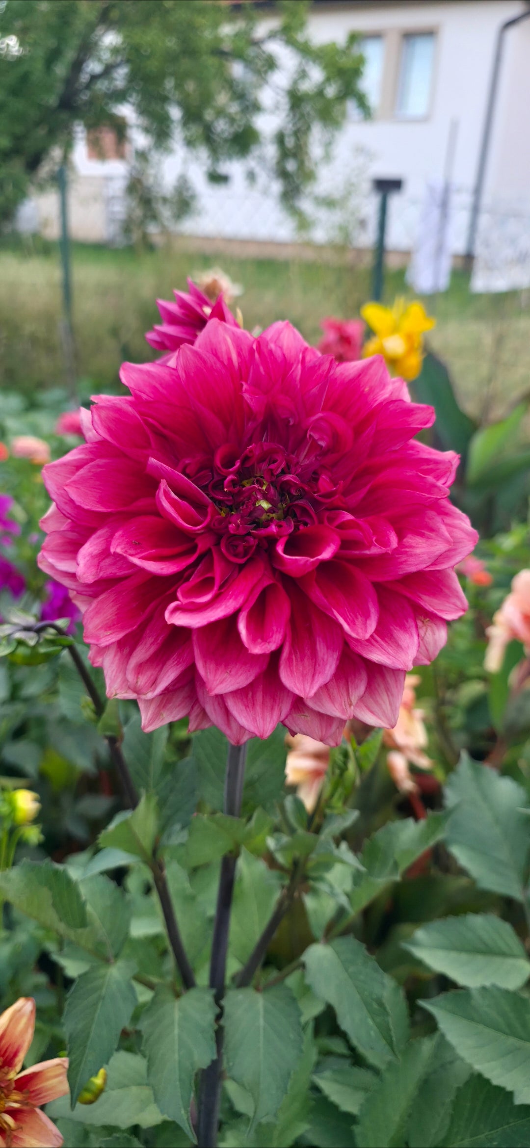 Dahlia 'Bloomquist York' - tuber