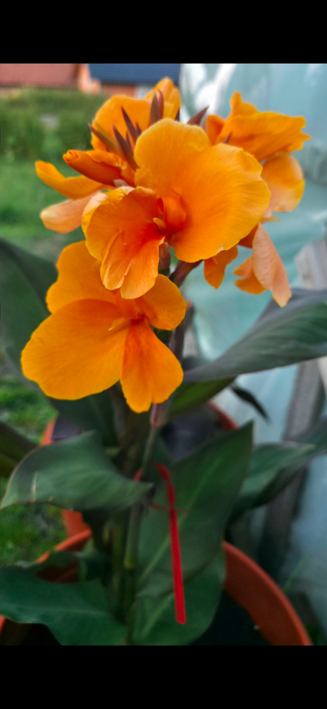 Canna 'JD Cabos'