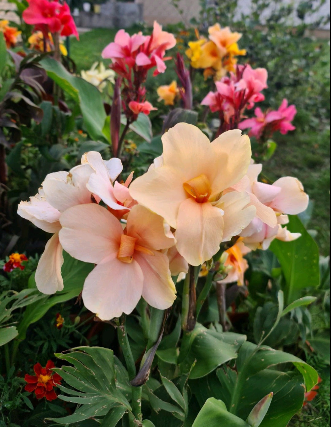 Canna 'Princess Di'