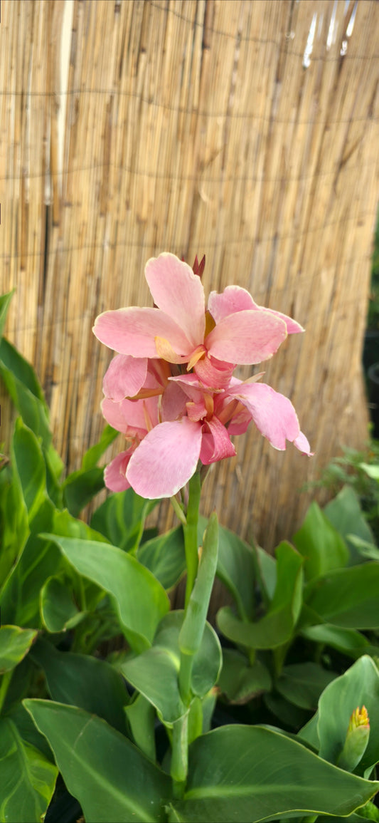 Canna 'Cindy Chérie'