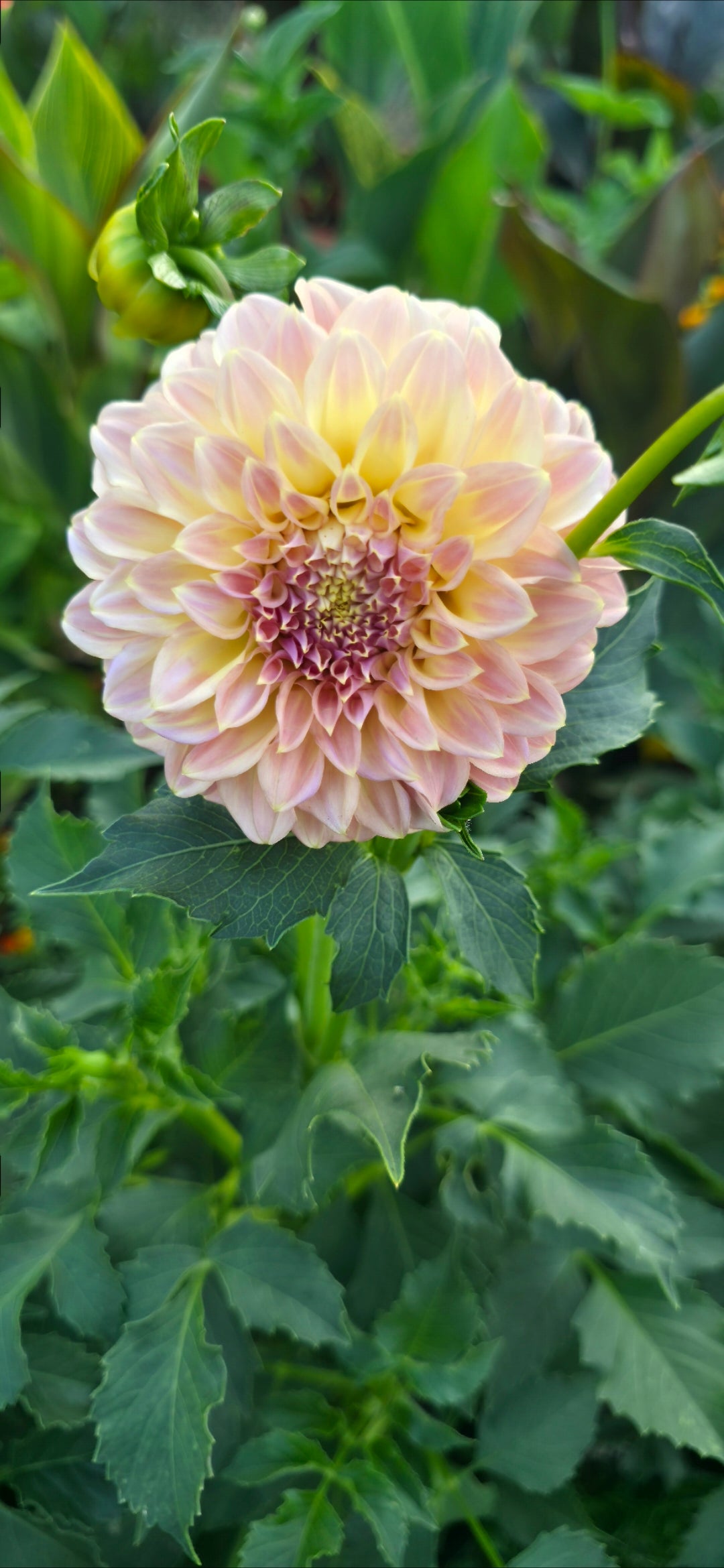 Dahlia 'Coorabell Astrid' - rooted cutting