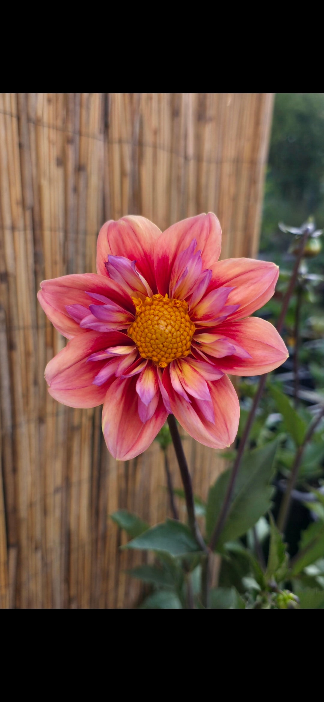 Dahlia collarette 'Orange Hype' - tuber