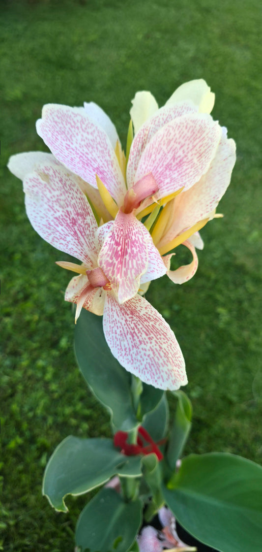 Canna 'Margarites'