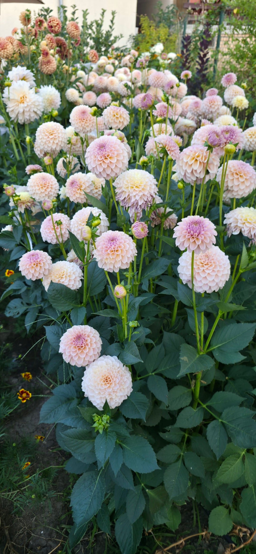 Dahlia 'KA’s® Cinder Rose' - rooted cutting