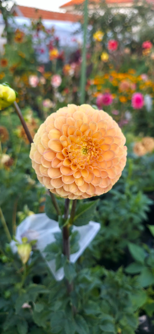 Dahlia 'Fiona' - rooted cutting