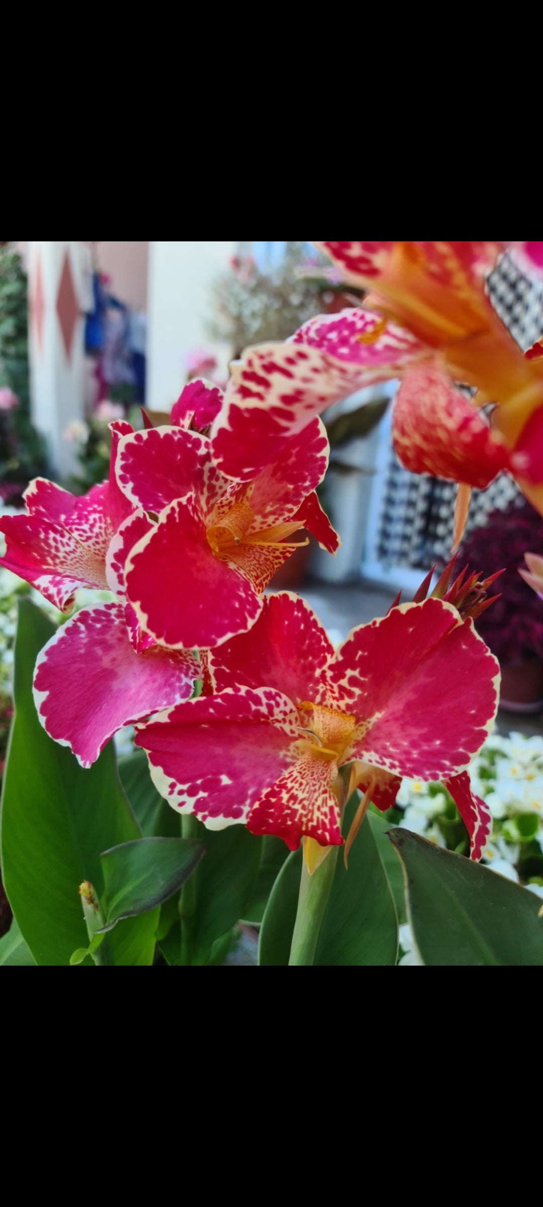 Canna 'Bella'