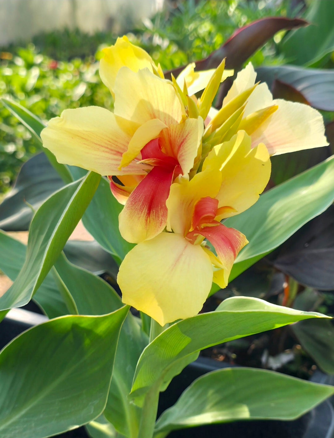 Canna 'Rosalinda'
