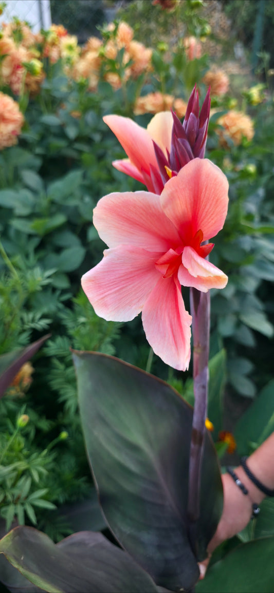 Canna 'Emilia'