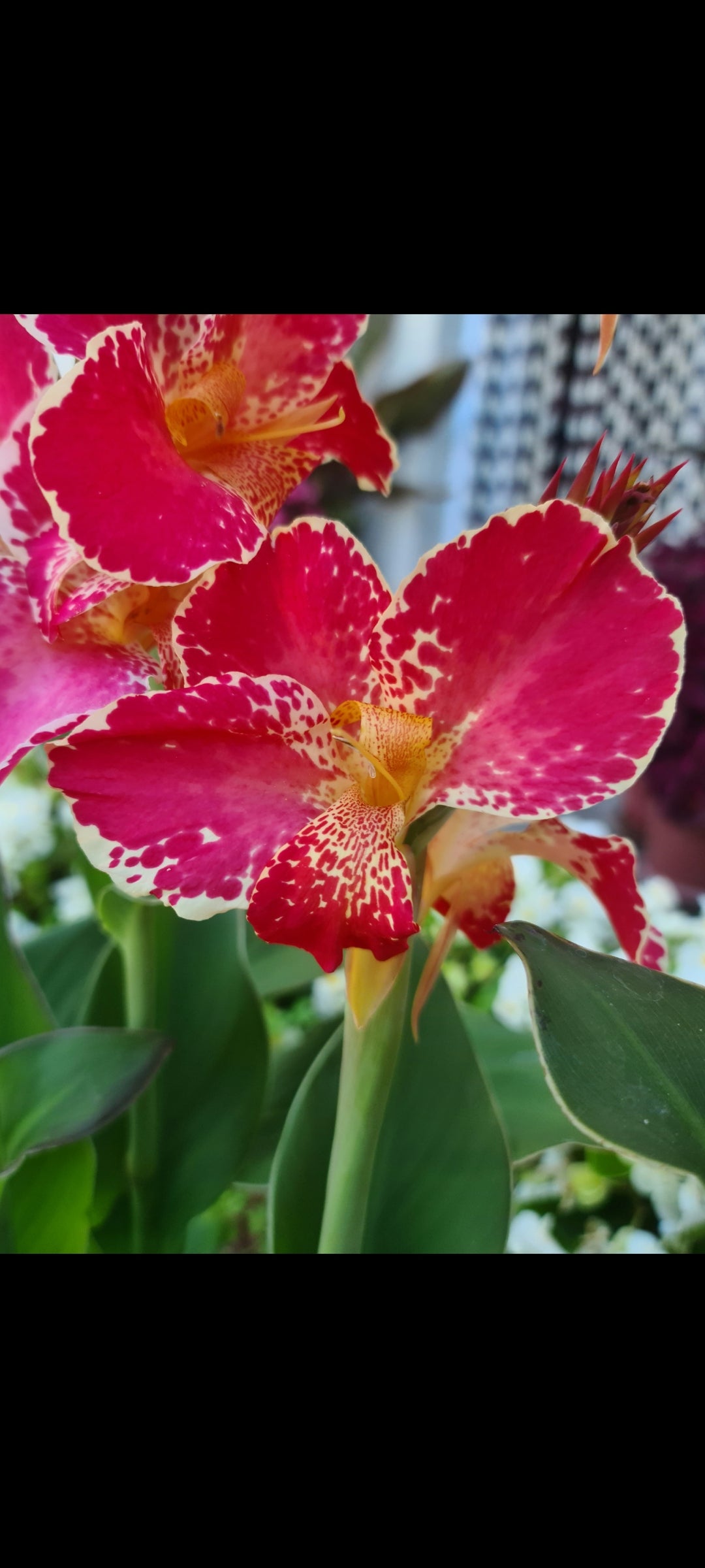 Canna 'Bella'
