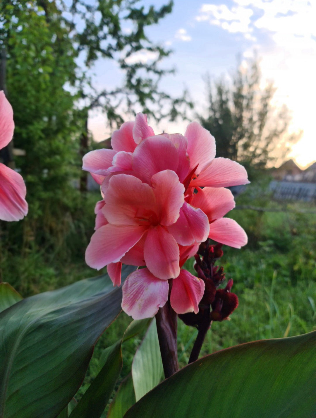 Canna 'Strawberry Delight'
