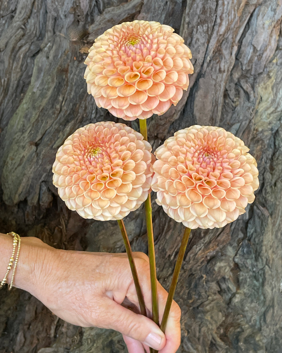 Dahlia 'KA’s® Honeycomb' - rooted cutting