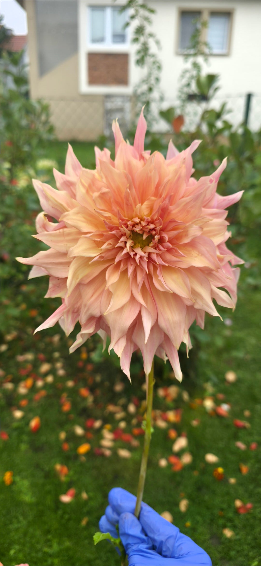 Dahlia 'Penhill Watermalon' - tuber