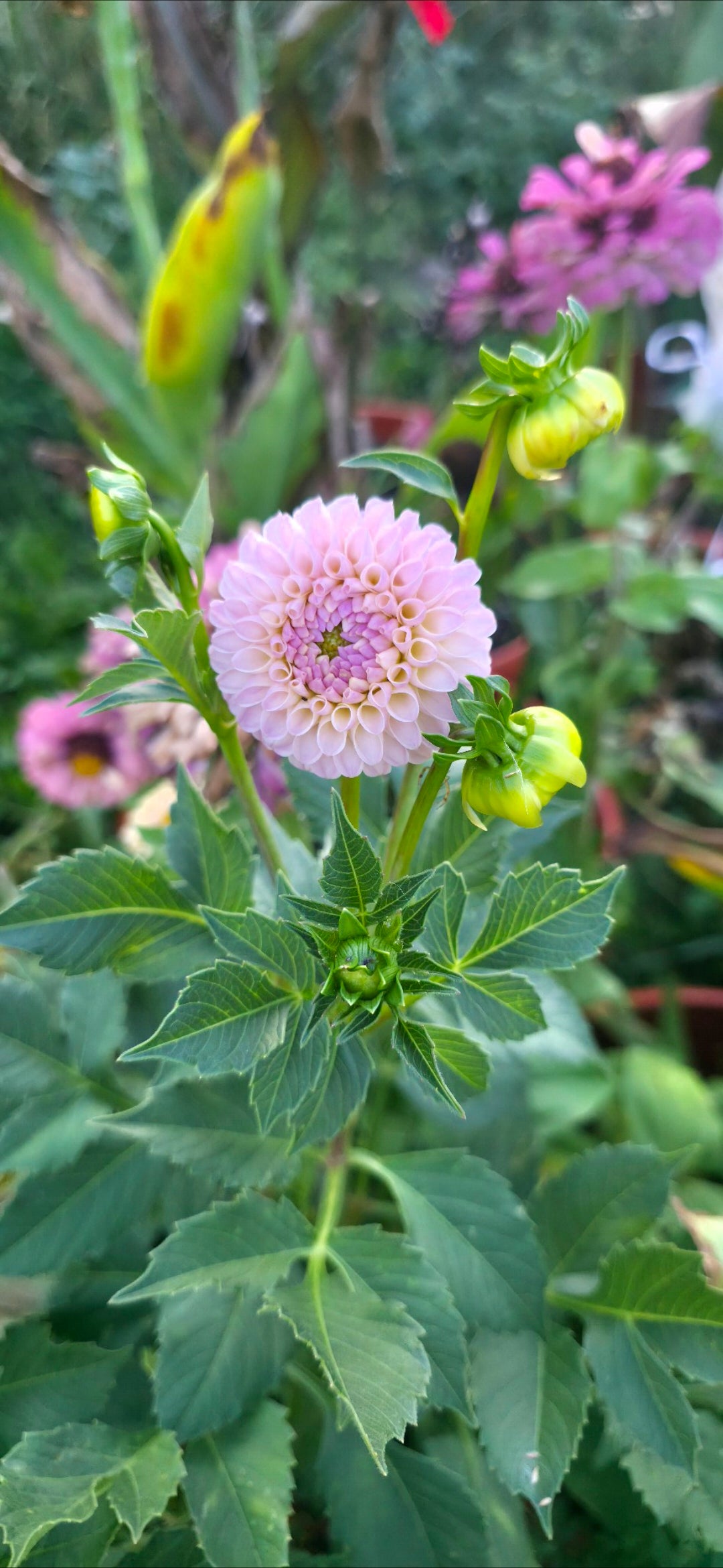 Dahlia 'Odyssey' - rooted cutting