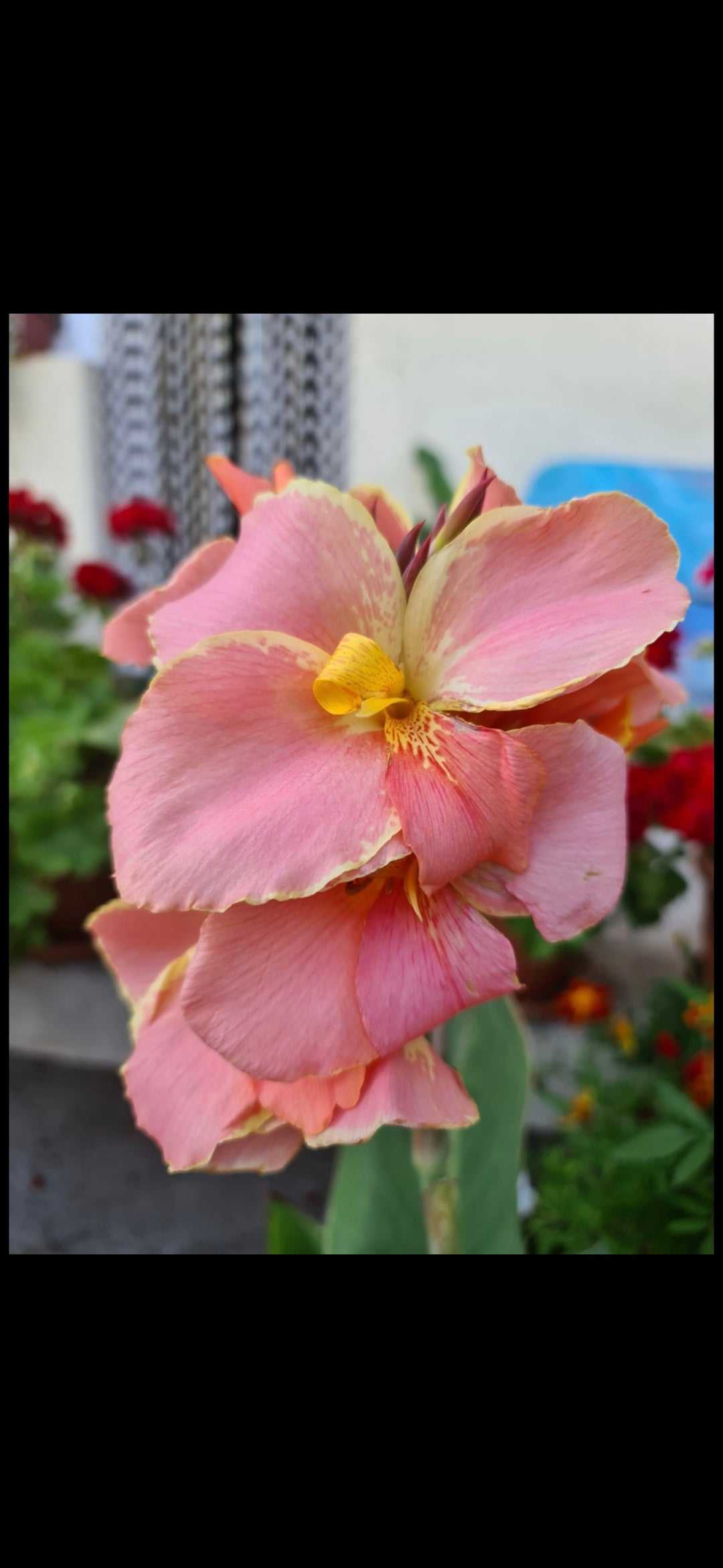 Canna 'Corsica'