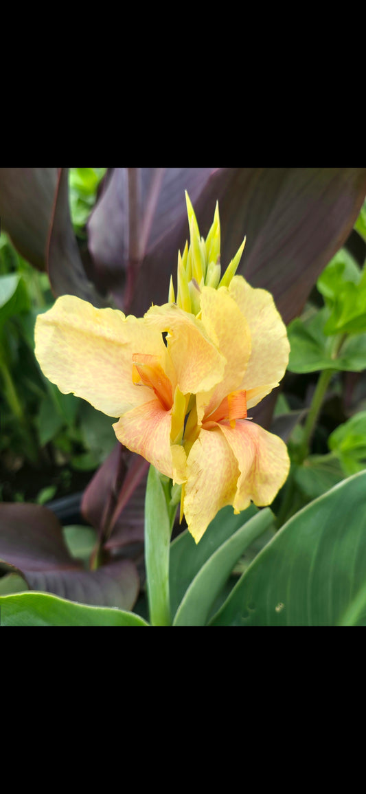 Canna 'Chou Chou'