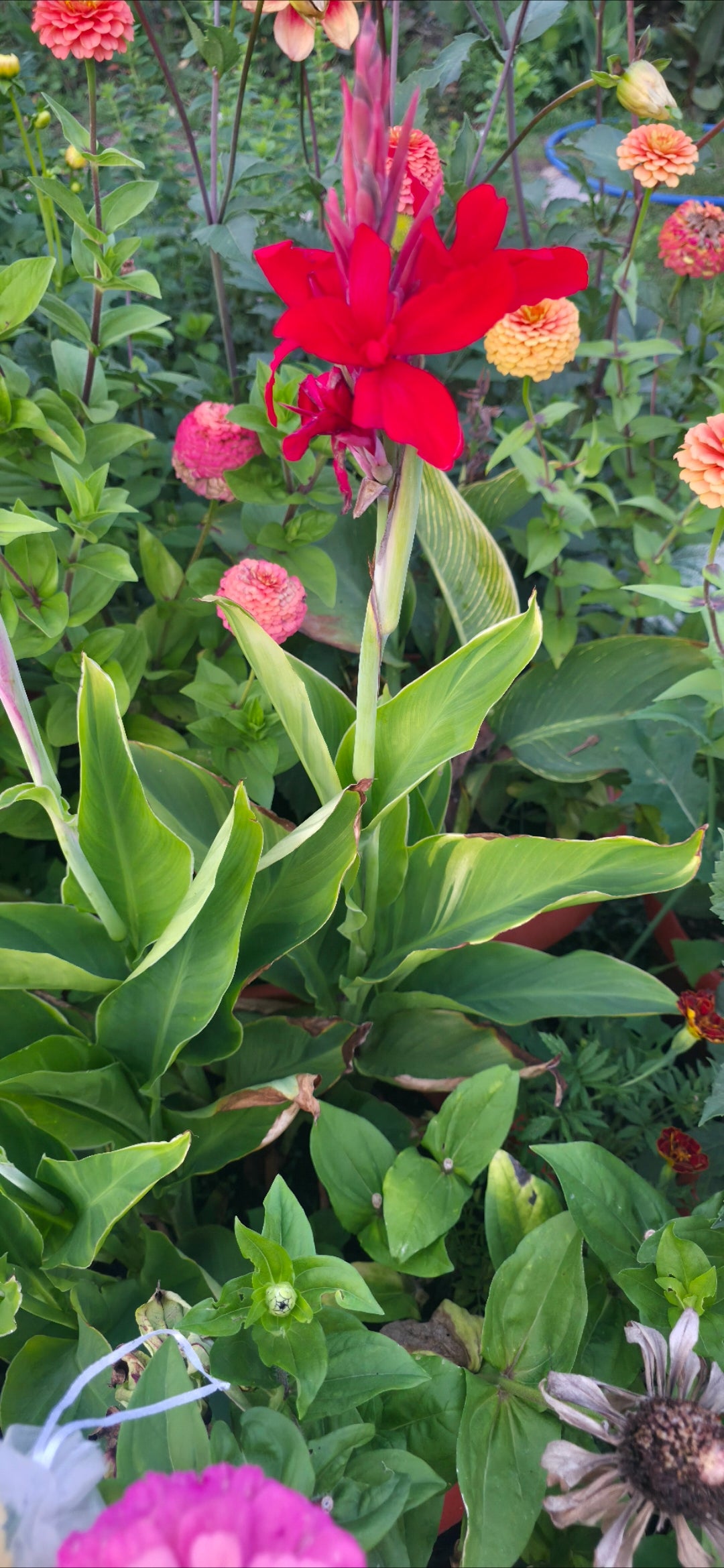 Canna 'Tornado'