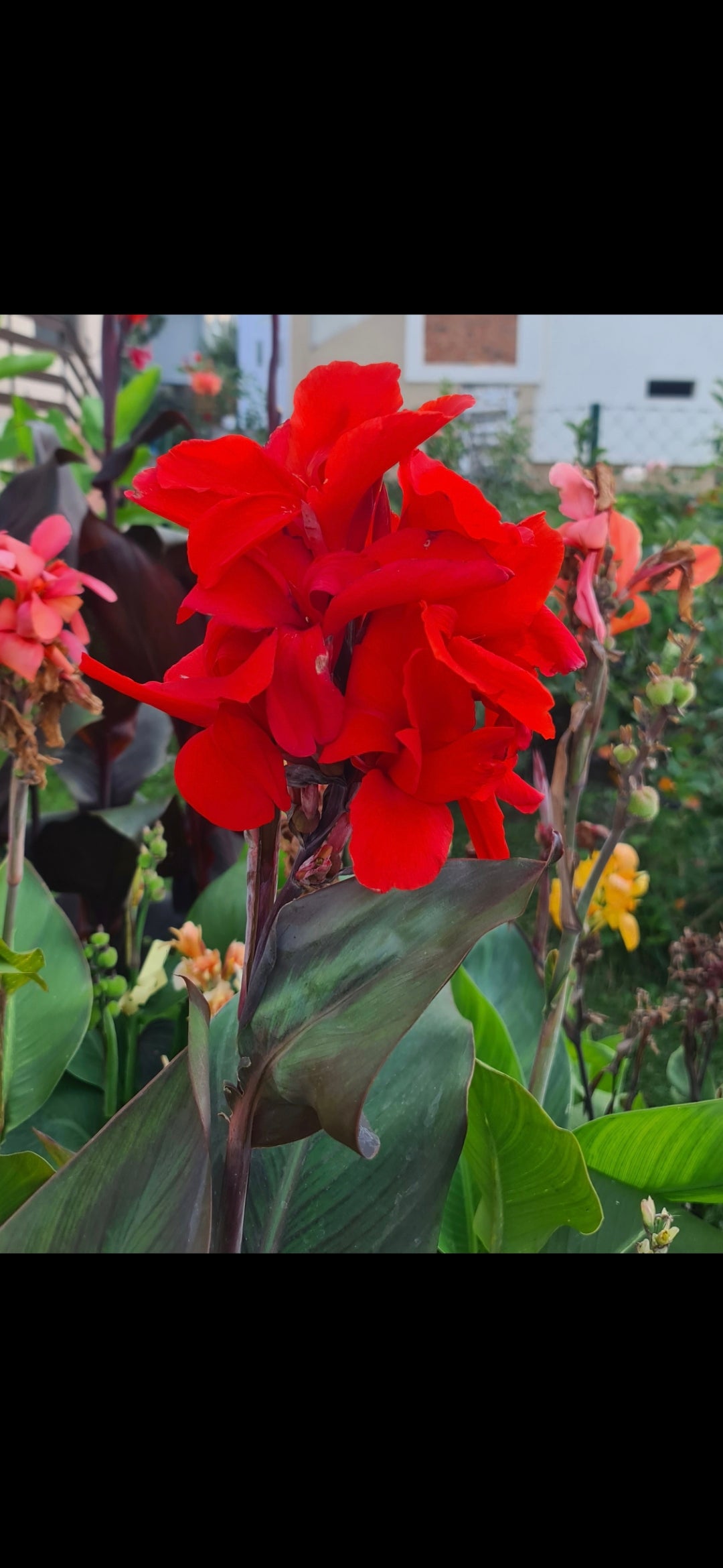 Canna 'Assaut'