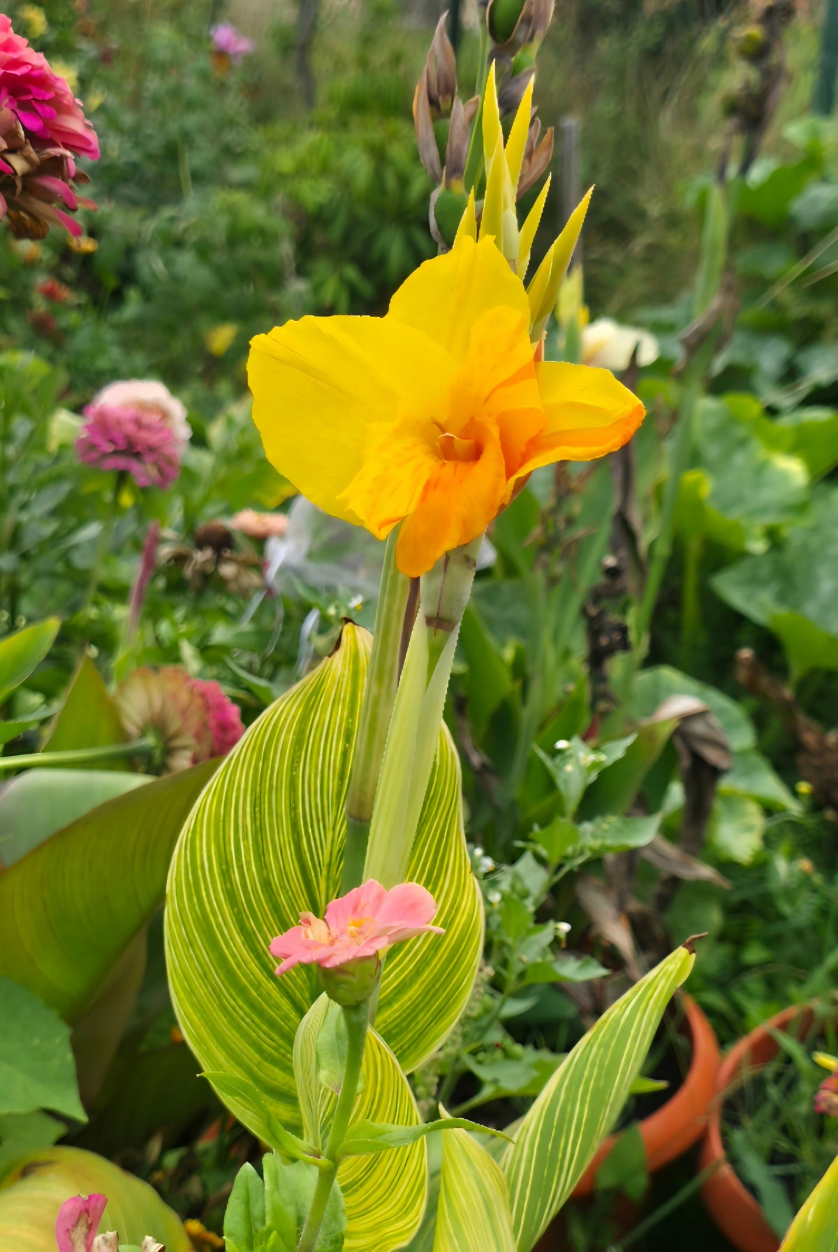Canna 'Two Tone tiger Thai'