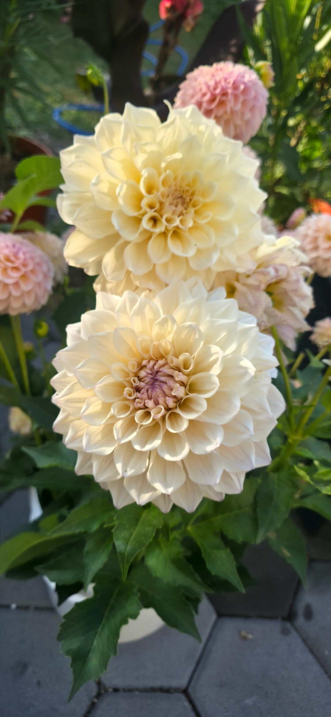 Dahlia 'KA’s® Pearl' - rooted cutting
