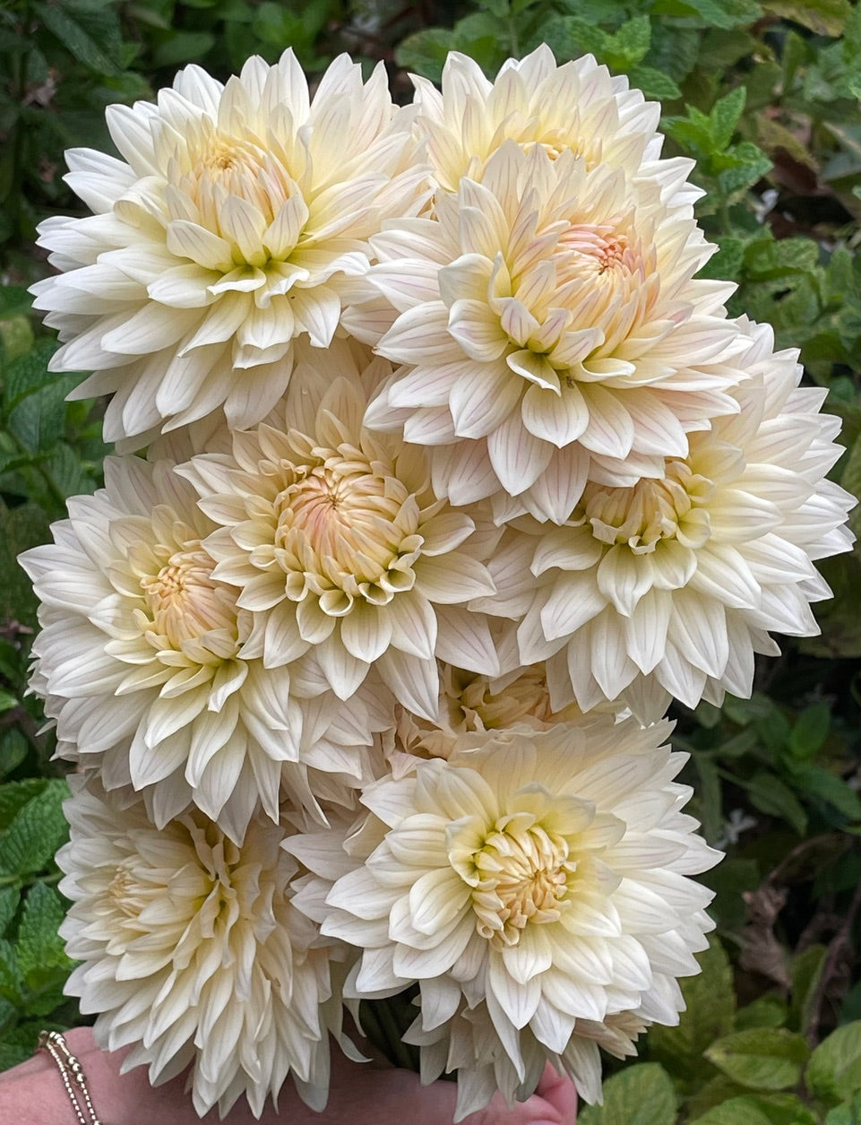 Dahlia 'KA’s® Linen' - rooted cutting